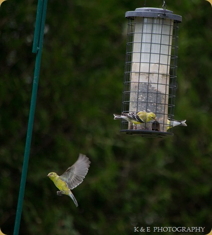 Birds In Flight (1 of 1)-11