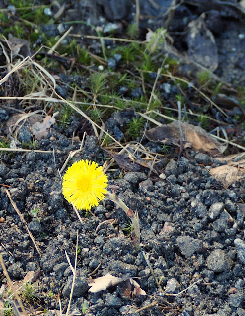 lingonberryhouse, kevät, spring, butterfly, bird, perhonen