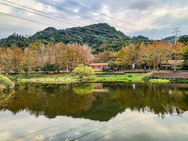 桃園大溪慈湖紀念雕塑公園(慈湖蔣公銅像公園)楓紅落羽松小橋流水