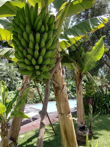 Platanera