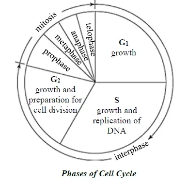 Stages in cell cycle and cell division