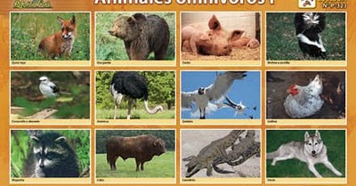 Los Animales Animales Omnivoros