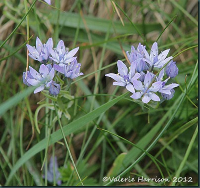 29-spring-squill