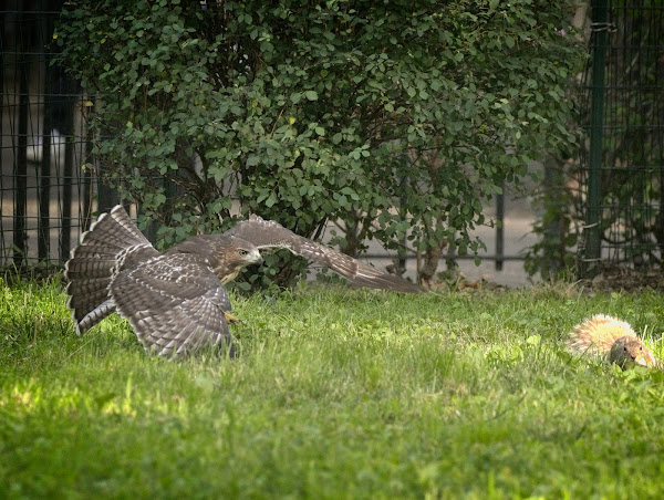 Fledgling red-tail chasing a squirrel