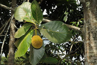 Terap (Artocarpus odoratissimus)