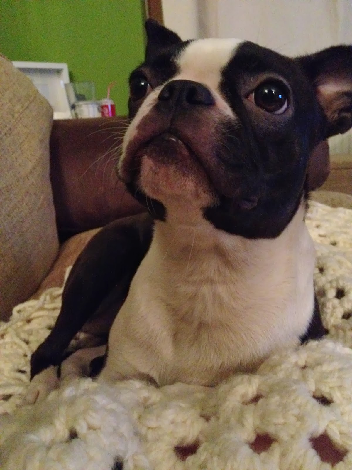 boston terrier