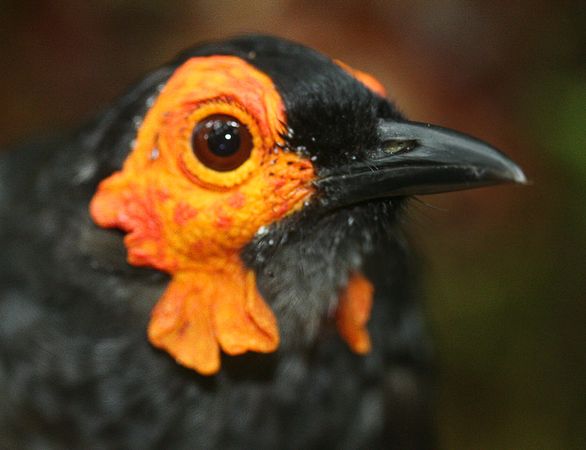 Wattled Smoky Honeyeater