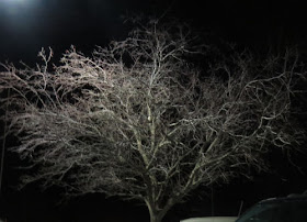 stark winter tree in lights