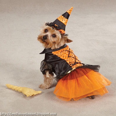 A dog dressed as witches.