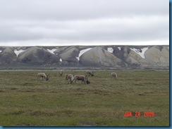 Caribou at Prudhoe Bay,AK