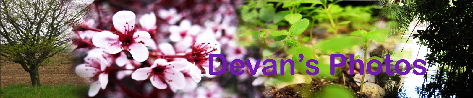 Devan's Digital Domain