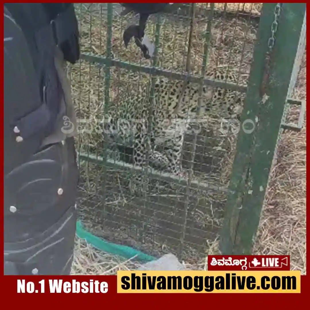 Leopard caught at VISL factory in Bhadravathi 