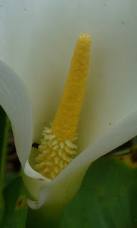Zantedeschia aethiopica - Arum d’Éthiopie - Calla à fleur blamche - Arum blanc