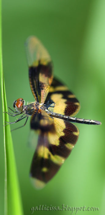 Variegated Flutterer