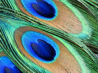 Peacock+Feather.jpg - (click onthe thumbnail for a larger image)