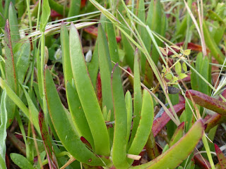 Griffe de sorcière - Figue de mer - Doigts de sorcières - Griffes de sorcières - Doigt de fée - Figue des Hottentots - Carpobrotus acinaciformis - Carpobrotus edulis