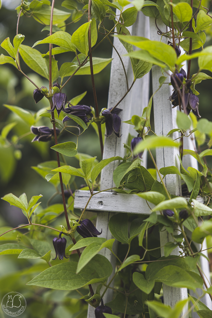 Kamtsatkankärhö Clematis fusca