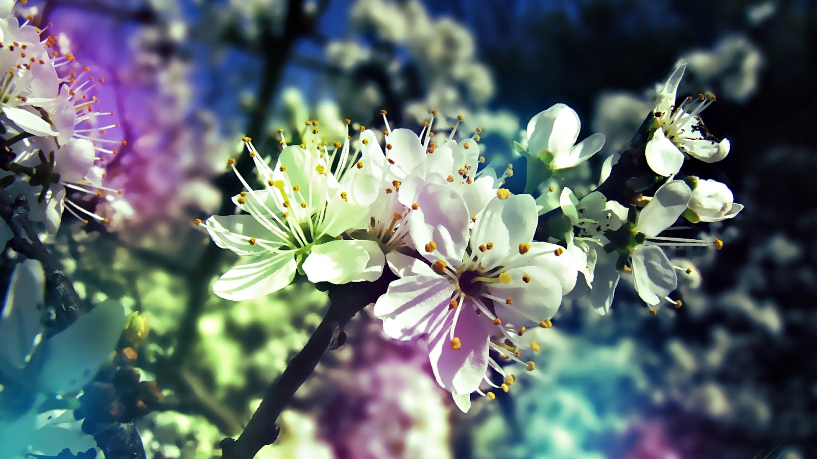 Beautiful Flowers Full HD 1080p | HD Wallpapers (High ...