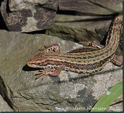 lizard