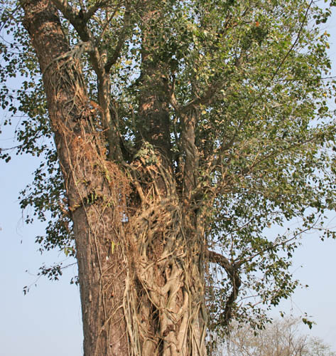 CỘI SĀLA HUYỀN THOẠI