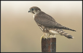 esmerejon Falco columbarius Falconiformes