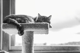 Cat furniture – would cat like a cat tree