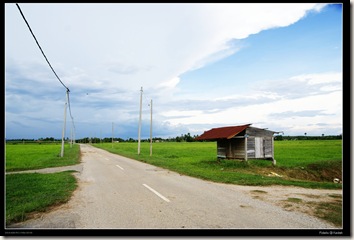 Bujang Paddyfield5