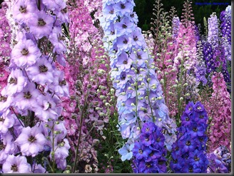 larkspur