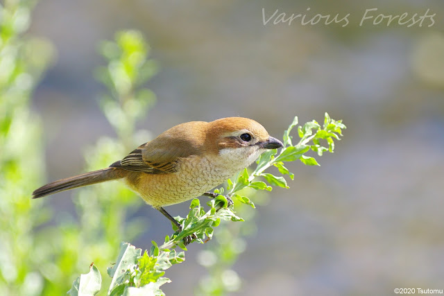 brown shrike