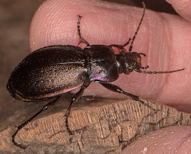 A ground beetle, Carabus nemoralis.  Sevenoaks Wildlife Reserve, 24 March 2018.