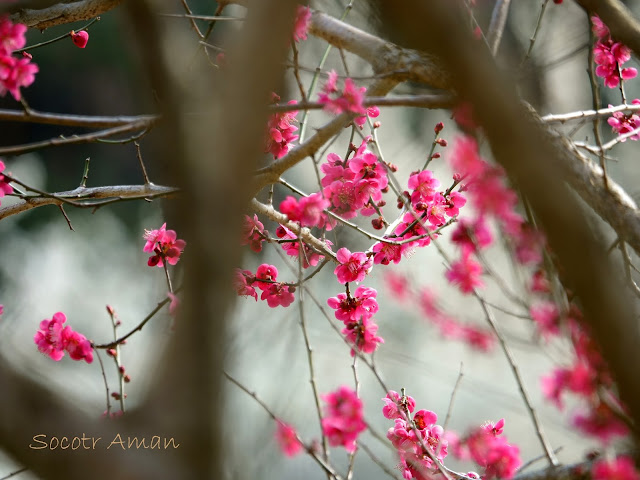 Prunus mume