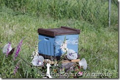 bee swarm - The Backyard Farmwife