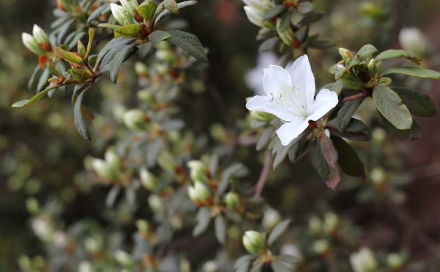 Azalea Flowers Pictures