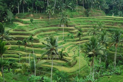 Tegalalang Rice Terrace - Bali Tour To Heaven
