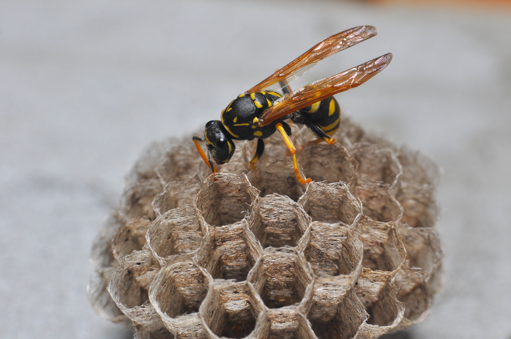 wasp-nest-removal-and-treatment-market-harborough