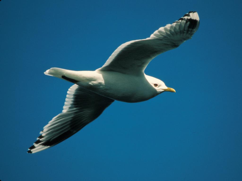 Gull in Flight Wallpaper | Wallpaper ME