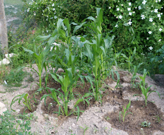 Lots of corn growing well now