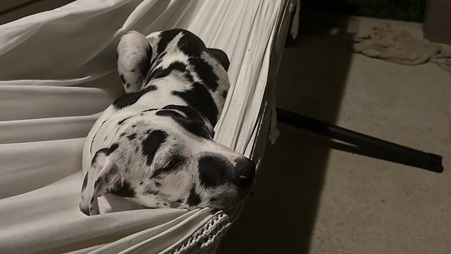 Hammock Hog... I mean Dog