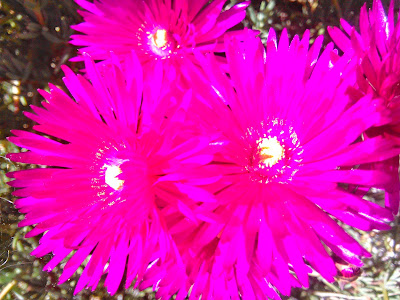 lampranthus multiradiatus