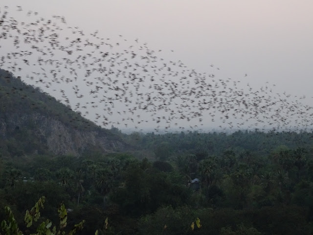 bats battambang cambodia
