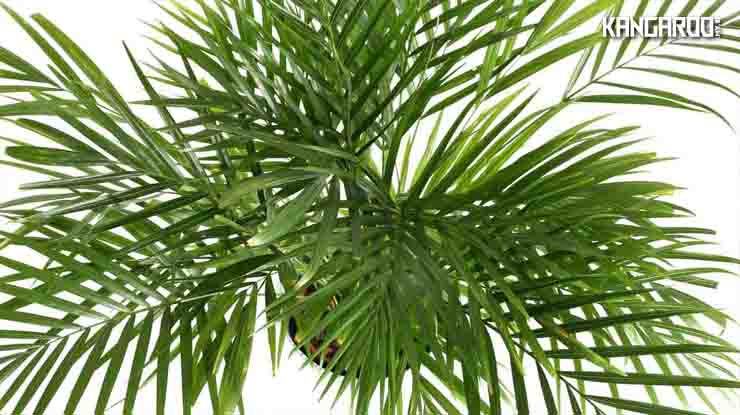 Areca Palm