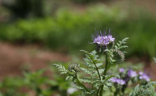 Phacelia Tanacetifolia Flowers Pictures