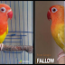 Perbedaan Lovebird Pale Fallow dan Lutino Mata Merah