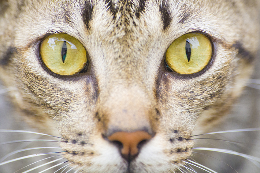 olhos gato rajado