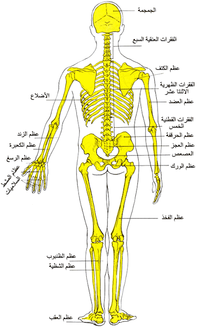 منتديات لك النسائية الأرشيف