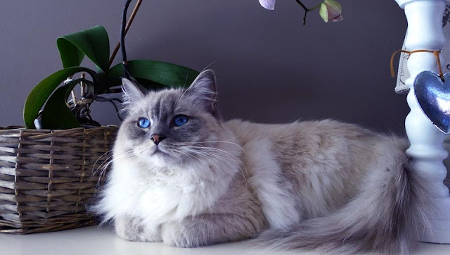 Why ragdoll cats are the best