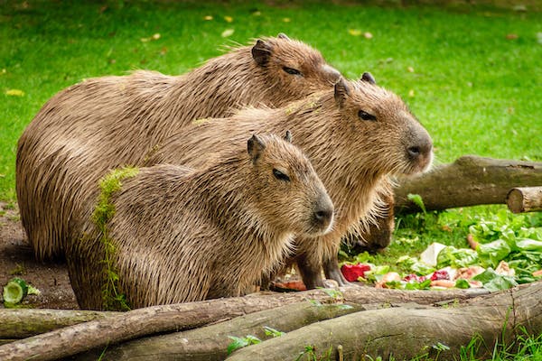 three Capybaras
