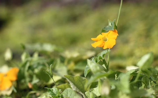 Black-Eyed Susan Vine Flowers Pictures