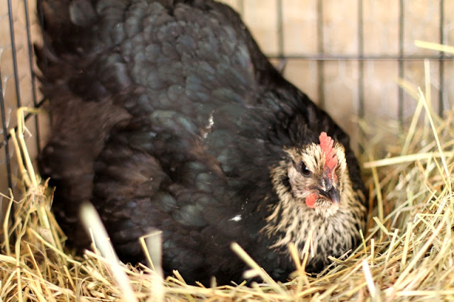 Nancy the broody hen at Kinney Valley Alpacas