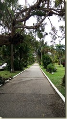 IMG_20180131_Street of Palms